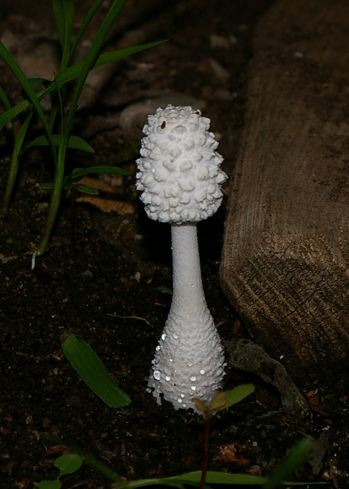 Leucocoprinus cretaceus - Lepiota o qualcos''altro?